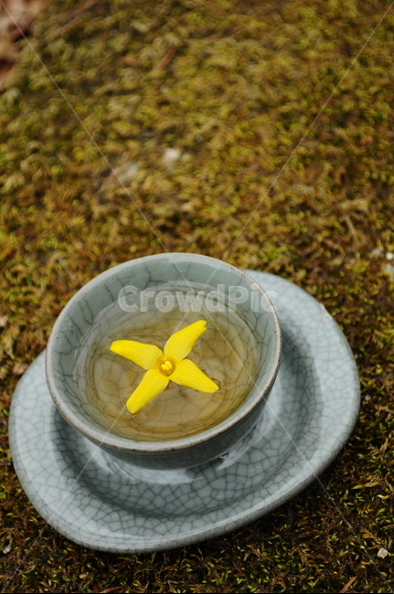 찻잔,차,자연,자기세트,찻잔세트,개나리,이끼,한국전통,한국문화,korean traditional,korean culture,음료수,drink,beverage