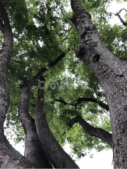 거목,나무,화운사,초록잎,큰나무,식물,자연,plants,nature,나무,trees,wood