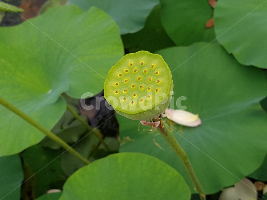 식물,자연,연꽃술,연꽃씨방,녹색,green