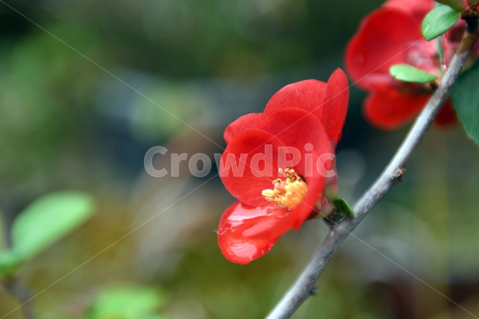 식물,꽃,감성사진,자연,flower,꽃사진,봄,봄꽃,계절,빗방울,비,감성,4월,spring,힐링,자연풍경,풍경,봄,계절,spring,season,식물,자연,plants,nature,꽃,flower,plant,geranium,제라늄,blossom