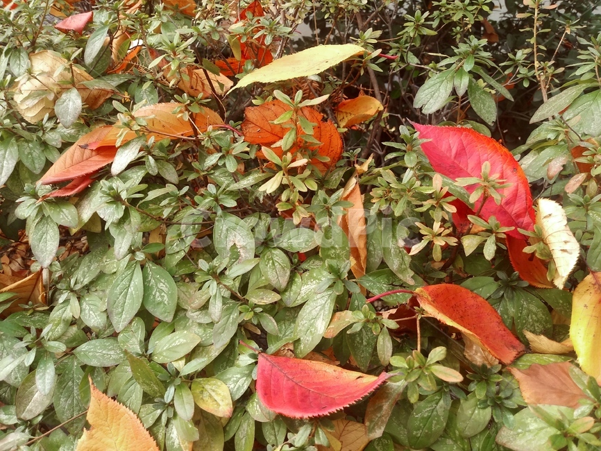 가을,단풍,잎사귀,낙엽,자연,관찰,가을,계절,fall,autumn,season,식물,자연,plants,nature,leaf,잎,plant