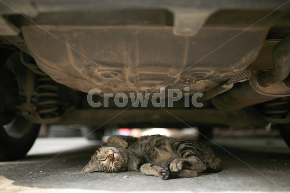 자는고양이,동물,고양이새끼,애완동물,animal,cat,고양이,pet,mammal,포유류,kitten,미소,자는,낮잠