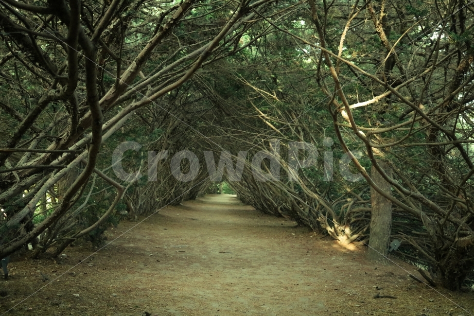 터널,나무,길,한점,희망,자연,풍경,nature,landscape,plant,식물,tree