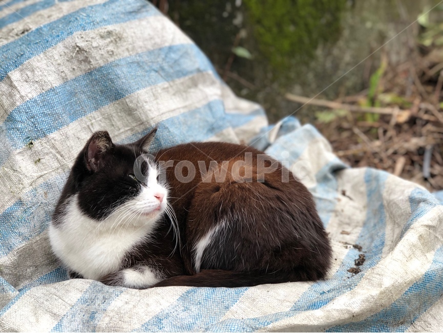 cat,고양이,pet,애완동물,animal,동물,길고양이