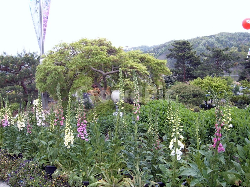 허브,여행,경기,꽃,자연,식물,자연,plants,nature,꽃,flower