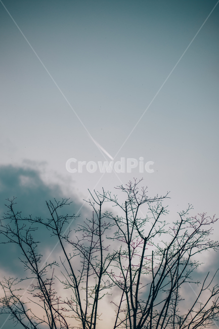 노을,나무,비행기,구름,풍경,배경화면,landscape,하늘,sky,실외,야외,땅거미,겨울,계절,winter,season,자연,풍경,nature,landscape,식물,plants,나무,trees,wood,outdoors,옥외