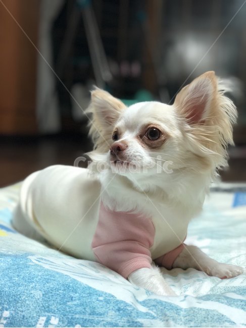 개,강아지,장모치와와,크림장모치와와,dog,동물,animal,포유류,mammal,개,강아지,dog,doggy