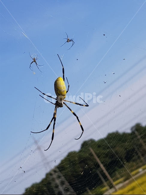 거미,파리잡이,모기잡이,곤충,벌레,곤충,벌레,insect,bug