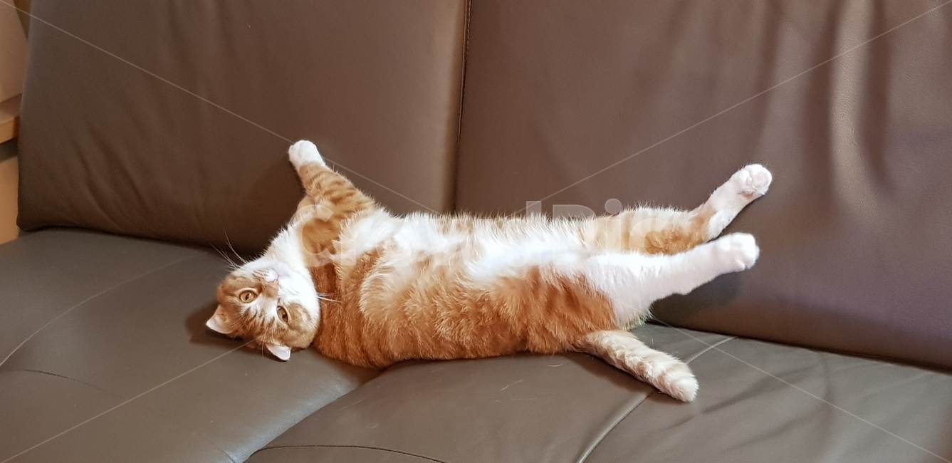 안녕,인사,고양이,놀람,피곤,잠,동물,animal,포유류,mammal,고양이,cat,kitten,kitty