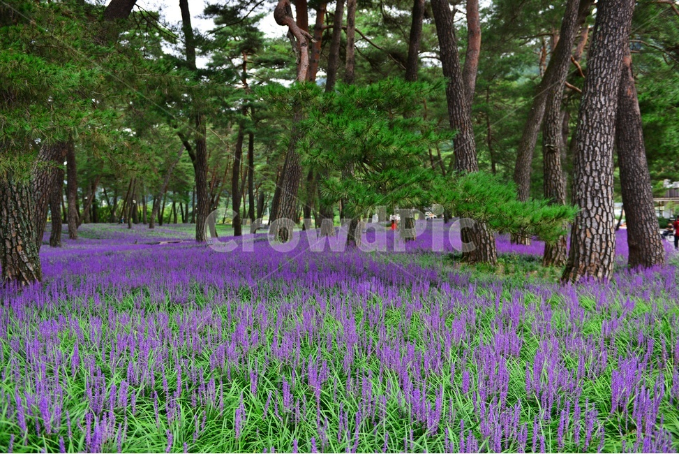 plant,식물,blossom,flower,꽃,garden,정원,outdoors,옥외,맥문동,맥문동꽃,맥문동솔숲,소나무,솔숲,경북,상주,상주솔숲맥문동,솔숲맥문동,자연,풍경,nature,landscape