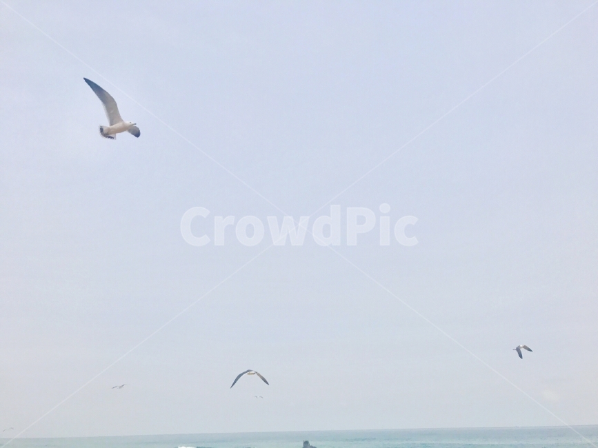 sky,ocean,winter,Seagull,winter sea