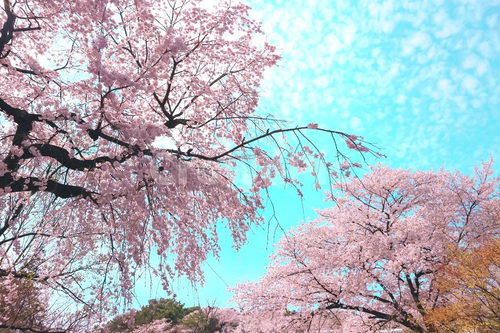 봄,벚꽃,꽃,풍경,계절,springseason,식물,자연,plants,nature,flower,나무,treeswood,하늘,구름,현충원