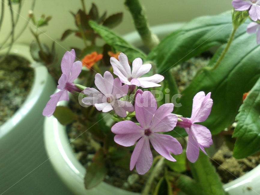 앵초,풍륜초,취란화,깨풀,연앵초,홍자색꽃,관상용,식물,자연,plants,nature,꽃,flower