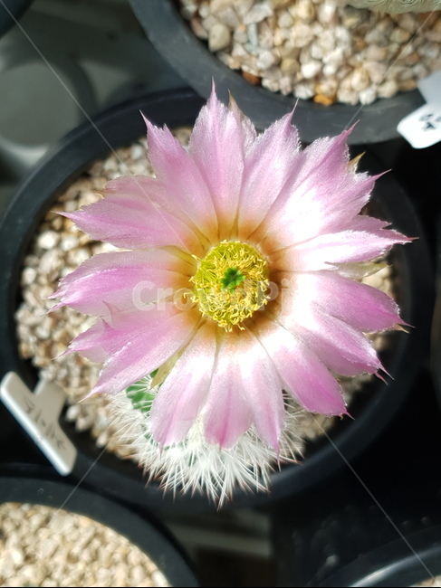 선인장,꽃,화분,flower,식물,자연,핑크