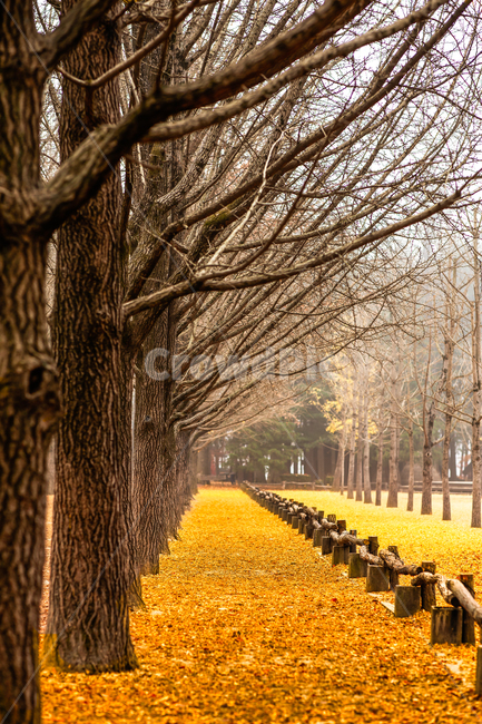 forest,Ginkgo,tree branch,yellow,next to the fall,late autumn,trail,ginkgo tree forest,ginkgo leaves,fallen leaves,leaves,road,fallenleaves,season,autumn leaves,park,Maple,Fog,fall colors,Nami Island,tree,autumn color,leaf,morning,early winter,scrawny,lig