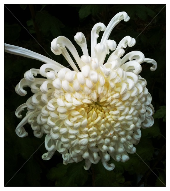 식물,꽃,국화,자연,flower,식물,자연,plants,nature,꽃,flower