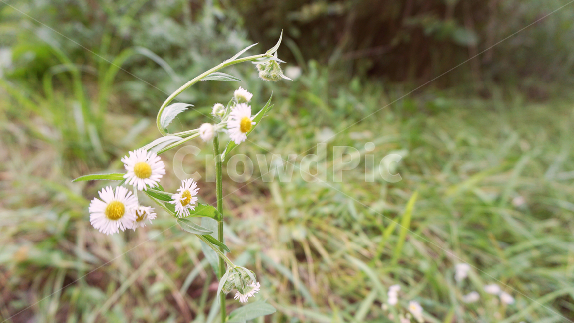 배경화면,흰꽃,들꽃,풀,줄기,잔디,plant,식물