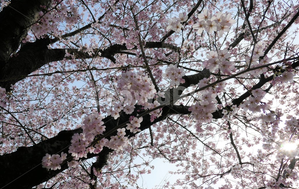 벚꽃,봄,꽃,감성,나무,자연,나들이,봄,계절,spring,season,자연,풍경,nature,landscape,plant,식물,blossom,flower,cherry blossom