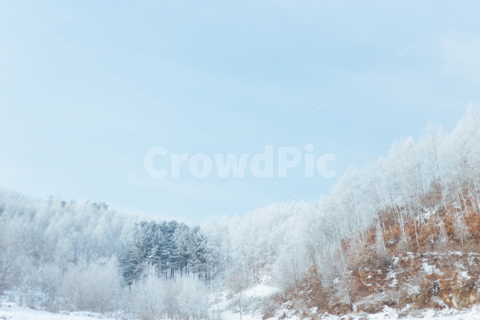 인제,눈,강원도,산,풍경,자연,풍경사진,설경,등산,겨울,겨울산,겨울,계절,winter,season,자연,풍경,nature,landscape,한국자연풍경,한국자연경관,korea nature landscape,감성,sensible,feeling,tree,나무,plant,식물,abies,아비,fir,전나무,outdoors,옥외,ice,얼음