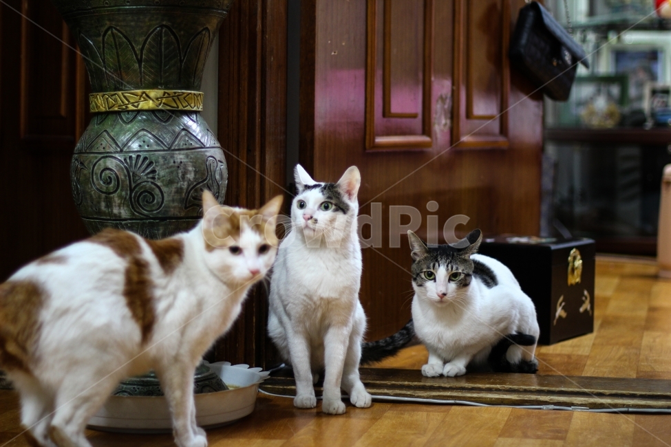 고양이,동물,cat,animal,반려묘,pet,야옹이,애완동물,집고양이,포유류,반려동물,유기묘,길냥이,kitten,아기고양이,코숏,코리안숏헤어,캣대디,캣맘,햇살,아침,morning,sunshine,휴식,힐링,res,trelaxation,healing,mammal,kitty,동물,animal,포유류,mammal,고양이,cat,kitten,kitty
