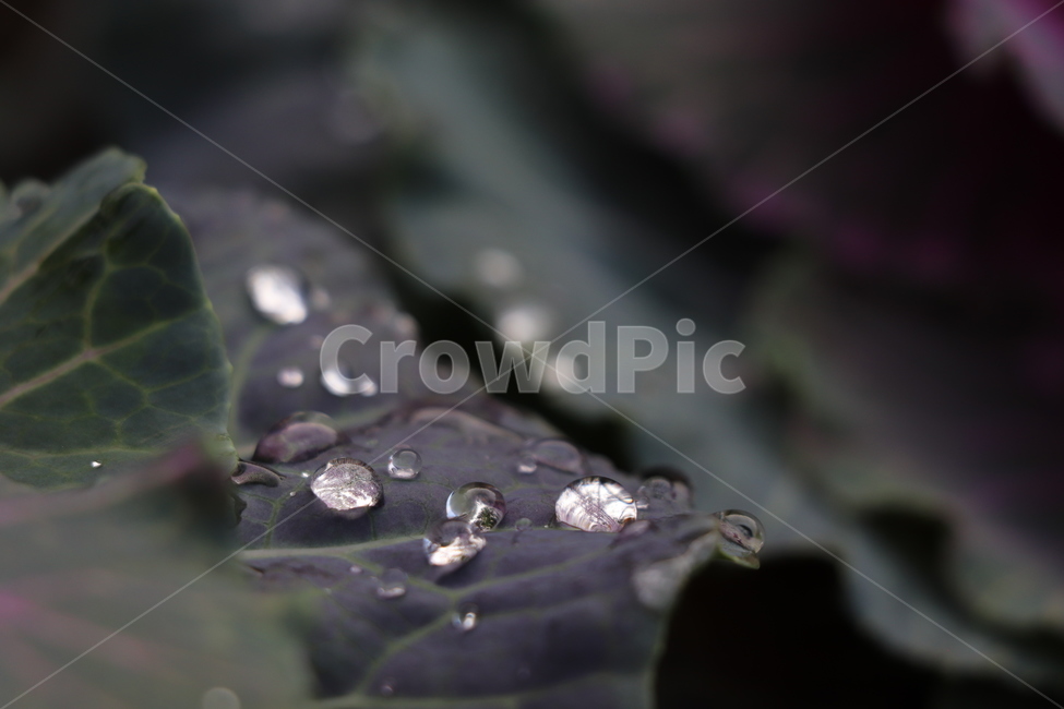 작은물방울,droplet,이슬비,잎,식물,식물,자연,plants,nature