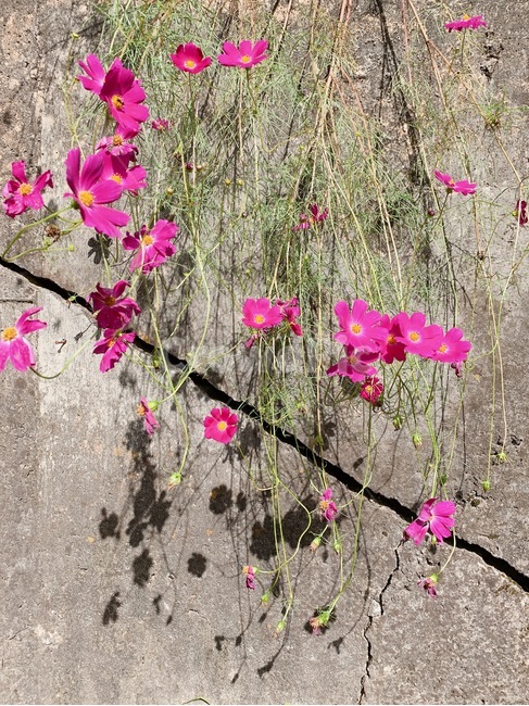 식물,코스모스,꽃,시골,자연,식물,자연,plants,nature,꽃,flower