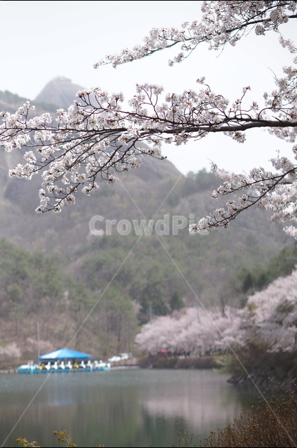 벚꽃,마이산,호수,봄,흐림,풍경,산,봄,계절,spring,season,식물,자연,plants,nature,꽃,flower,plant,blossom,cherry blossom