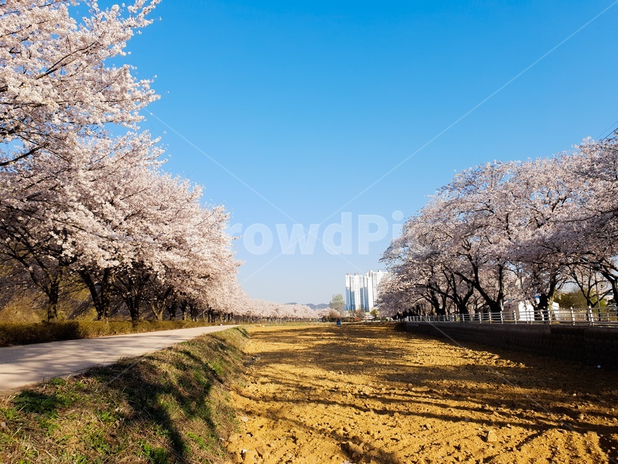 벚꽃,꽃,나무,하늘,풍경,벚꽃길,자연,감성사진,사진,감성,꽃길,봄,계절,spring,season,자연,풍경,nature,landscape,plant,식물,flower,blossom,cherry blossom