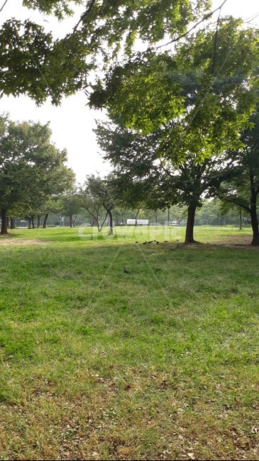 plant,park,식물,grass,lawn,잔디,outdoors,옥외,공원,그늘,green,단풍나무,자연,nature