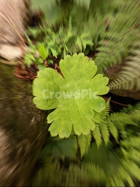 plant,식물,leaf,잎,산,식물,자연,plants,nature