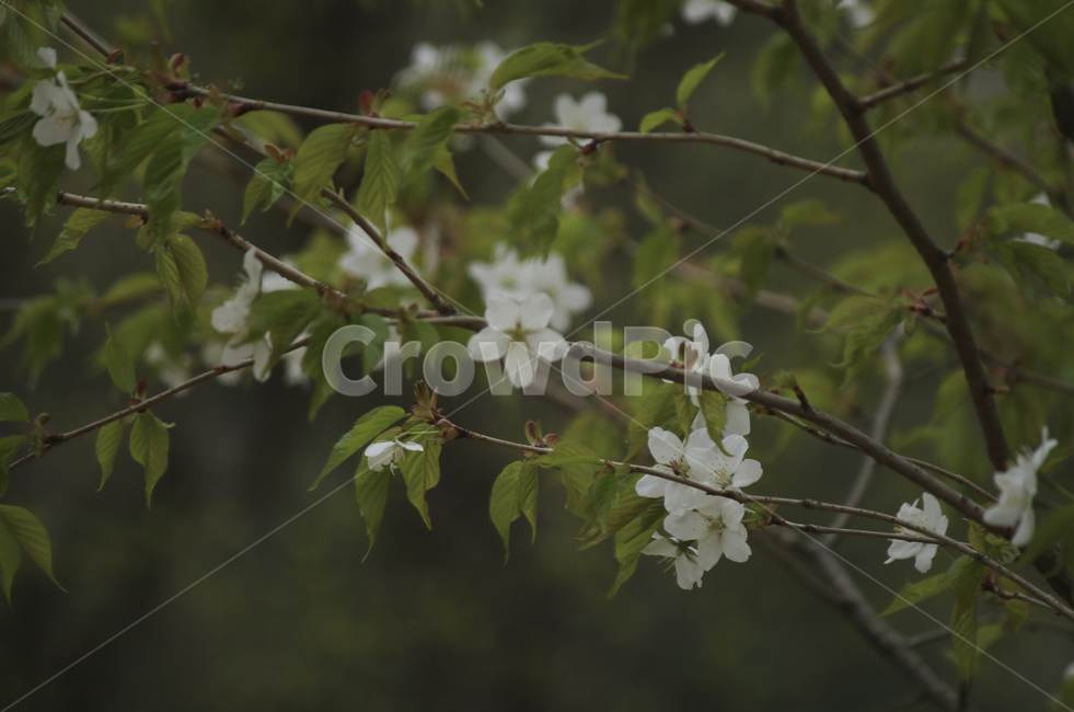 plant,식물,flower,blossom,꽃,white,흰꽃,하얀,whiteflower,하얀꽃,흰,봄,spring,봄꽃,식물,자연,plants,nature,꽃,flower
