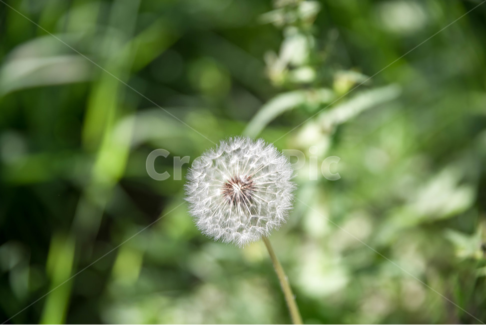 민들레,민들레홀씨,봄,여름,초여름,녹색,그린색,식물,자연,plants,nature,꽃,flower