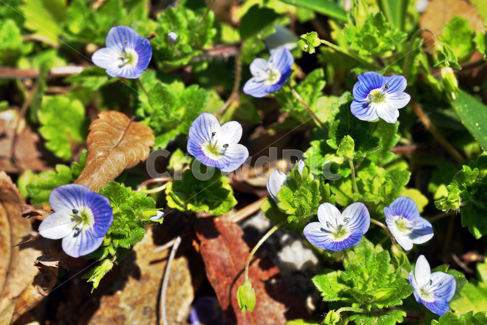 개불알풀,봄,개불꽃,봄까지꽃,waysidespeedwell,한해살이풀,식물,자연,plants,nature,꽃,flower