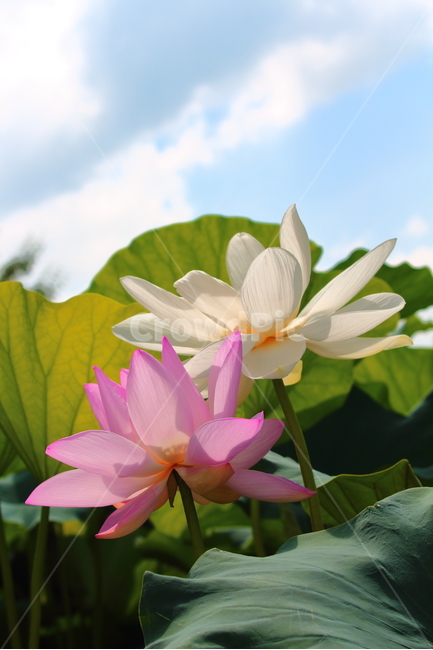 연꽃,분홍색,흰색,자연,꽃,식물,그린,plant,nature,flower,pink,white,식물,자연,plants,nature,꽃,flower