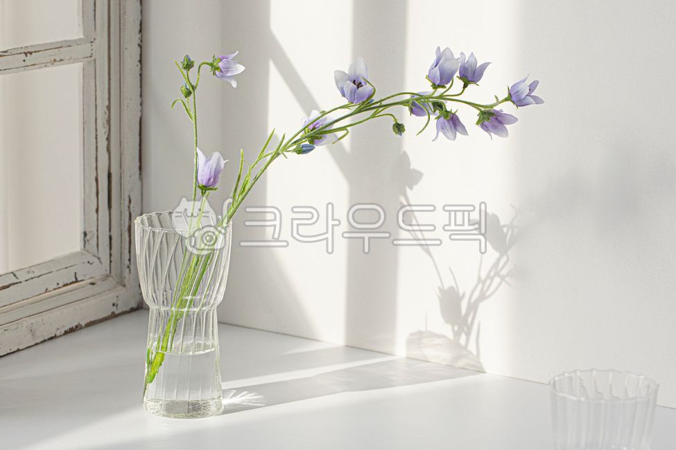 glass,shadow,glass bottle,vase,flower,cup,bellflower