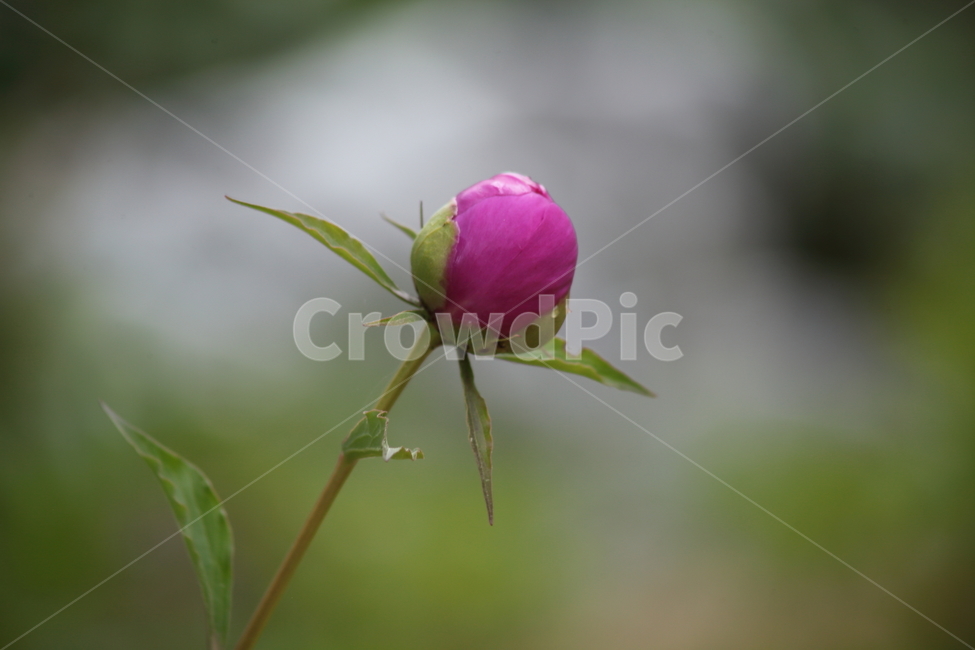 작약,꽃,작약꽃,봄,peonyroot