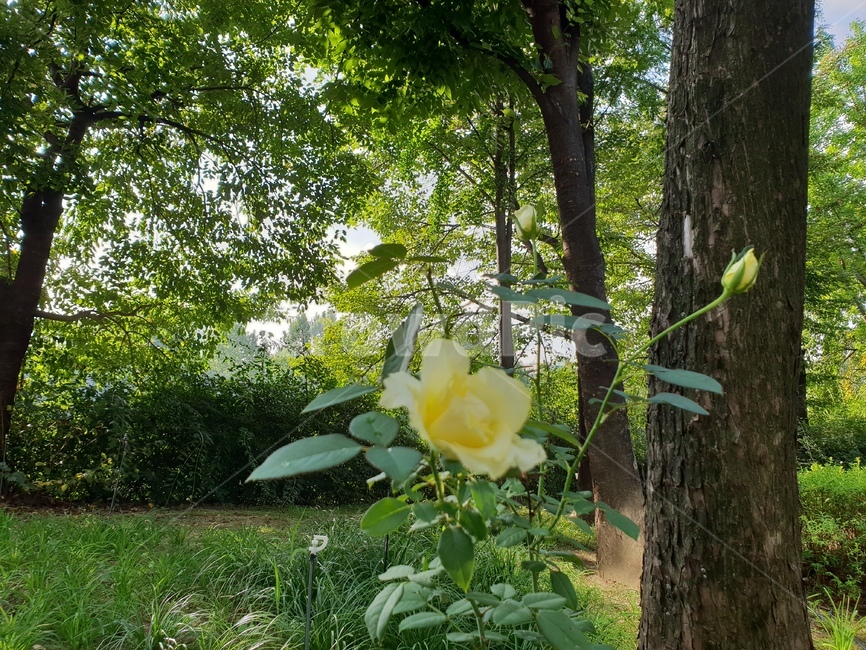 숲,꽃,산책,쉼,힐링,햇살,편안함,flower,장미,자연,풍경,nature,landscape,plant,식물