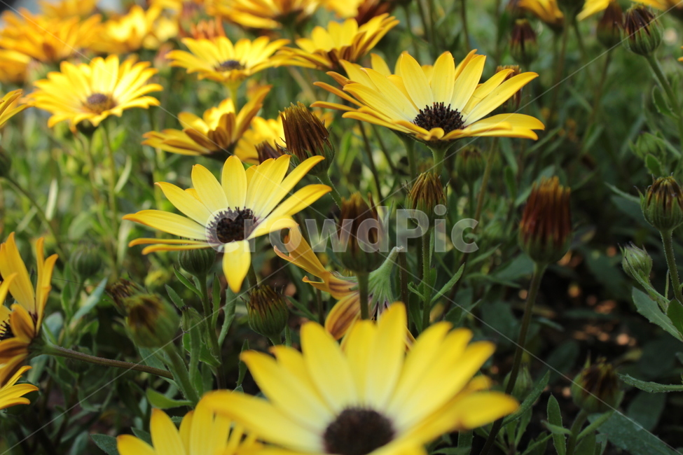 식물,flower,꽃,노란색,노랑,식물,자연,plants,nature,꽃,flower
