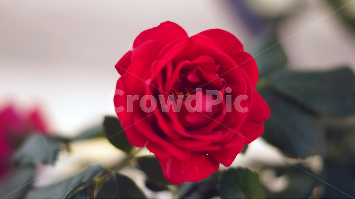 장미,꽃,분위기,빨간장미,따뜻함,flower,redrose,mood,warm,red,color,colorful,rose,식물,자연,plants,nature,꽃,flower