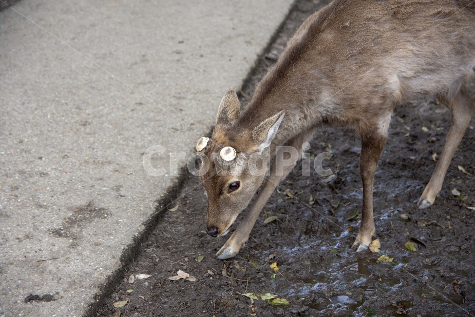 deer,사슴,mammal,포유류,wildlife,야생생물,animal,동물