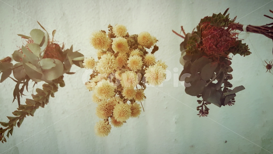 드라이플라워,flower,dryflower,감성사진,빈티지,필름느낌,필름사진,필터,엽서,feeling,sensible