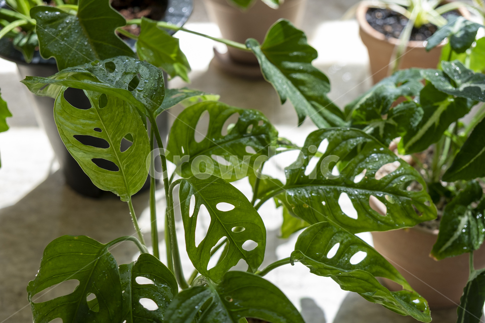 plant,식물,leaf,잎,몬스테라,화분,pot,monstera,햇빛,green,greenpot,토분,구멍잎,식물들,셀렘,초록,초록색,컬러,그린,color,greencolor,연두색,풀잎