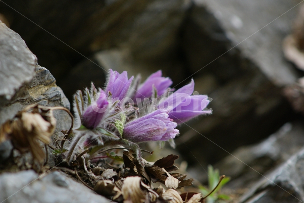동강,할마꽃,꽃,봄,천연기념물,식물,자연,plants,nature,꽃,flower