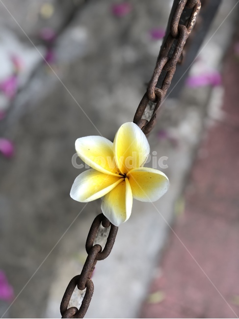 꽃,자연,아름다움,식물,꽃잎,flower,blossom,plant,식물,자연,plants,nature,꽃,flower