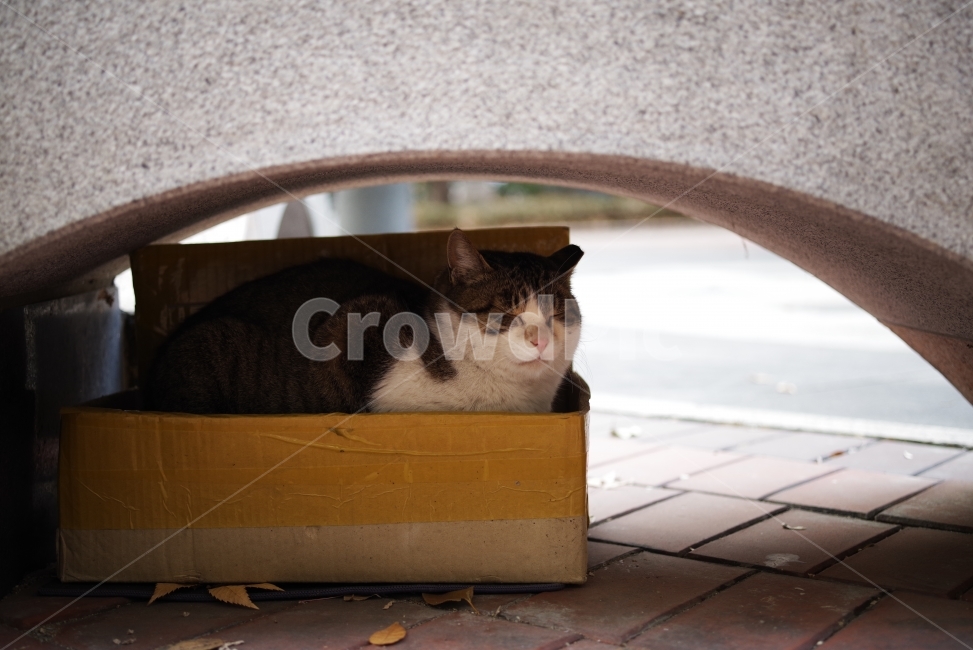 고양이,길고양이,길냥이,애완동물,반려동물,생명,자연,야생,동물,포유류,야생동물,야생고양이,미묘,미냥,cat,kitty,kitten,cute,lovely,adorable,pet,animal,street,streetcat,stray,straycat,wild,wildlife,wildcat,wildanimal,nature,natural,beauty,beautiful,박스,상자,고양이집,집,house,home,box,동물,animal,포유류,mammal,고양이,cat,kitten,kitty