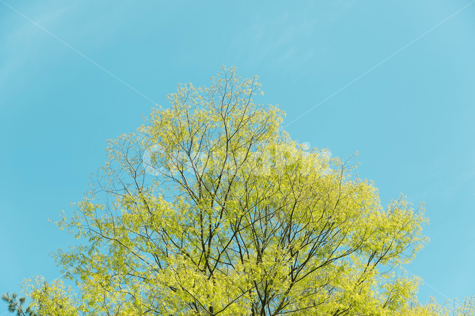 하늘,나무,파릇파릇,청량함,푸름,싱그러움,tree,green,sky,봄,계절,spring,season,식물,자연,plants,nature,나무,trees,wood,색깔,색상,색채,색감,color sense,color sensitivity,feeling of color,plant