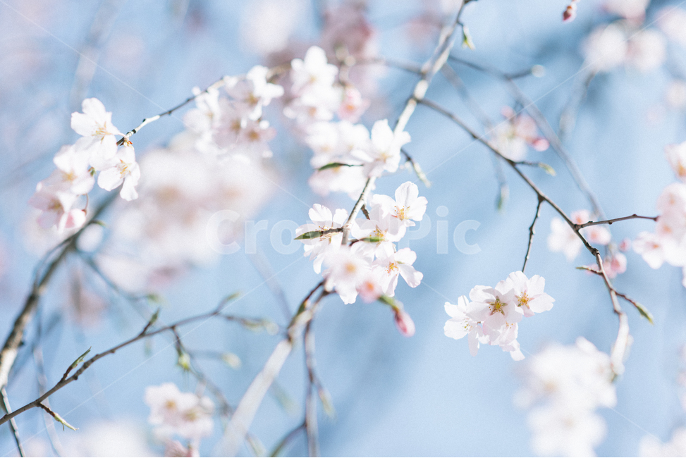 spring,spring flowers,Cherry Blossom,Emotion,flower