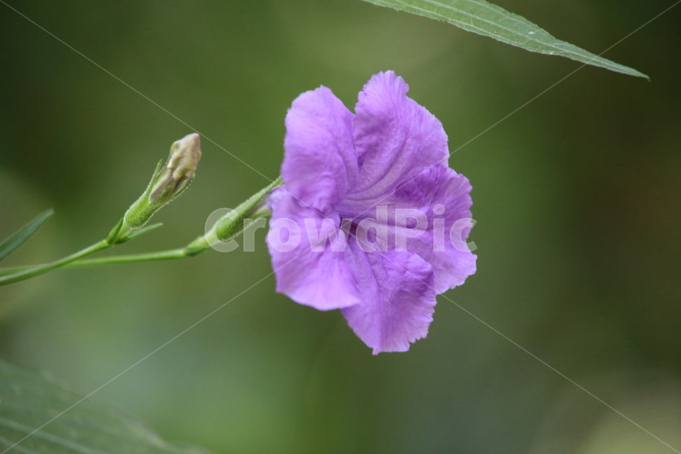 꽃,식물,온실,보라,flower,루엘리아브리토이나아,멕시칸페튜니아,우창꽃,목나팔,ruelliabrittoniana,루엘리아