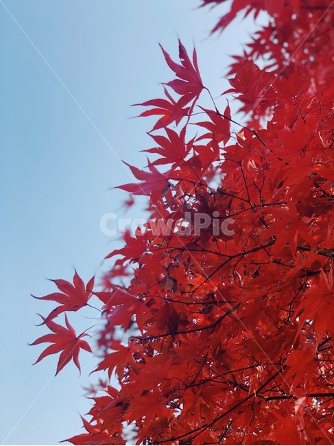 단풍,가을,하늘,나뭇잎,소풍,등산,가을,계절,fall,autumn,season,leaf,잎,plant,식물,tree,나무
