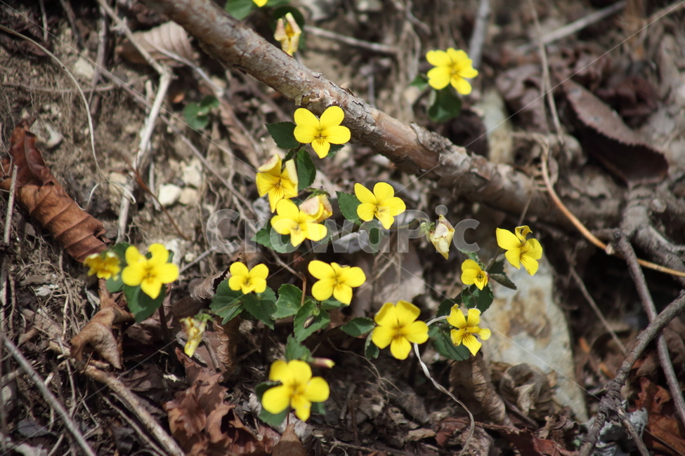 노랑제비꽃,꽃,제비꽃,봄,orientalyellowviolet